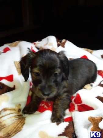 dachshund puppy posted by jazzy pups